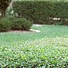 Ligustrum amurense, habit