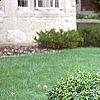 Ligustrum amurense, habit