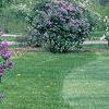 Syringa vulgaris 'Fuerst Buelow', habit