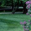 Syringa vulgaris 'Fuerst Buelow', habit