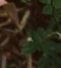 Oenothera fruticosa, habit