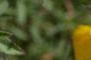 Oenothera fruticosa ssp. glauca, flowers