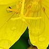 Oenothera 'InnOeno131' (Lemon Drop PBR), flowers