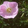 Oenothera speciosa 'Siskiyou', flowers