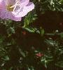 Oenothera speciosa 'Siskiyou', flowers