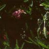 Oenothera speciosa 'Siskiyou', flowers