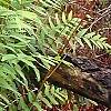 Osmunda cinnamomea, habit