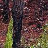 Osmunda cinnamomea, habit