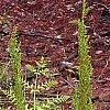 Osmunda cinnamomea, habit