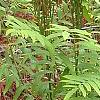 Osmunda cinnamomea, habit