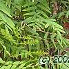 Osmunda cinnamomea, habit