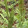 Osmunda cinnamomea, habit