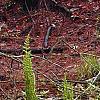 Osmunda cinnamomea, habit