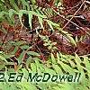 Osmunda cinnamomea, habit