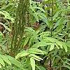 Osmunda cinnamomea, habit