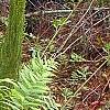 Osmunda cinnamomea, habit