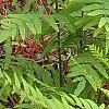 Osmunda cinnamomea, habit