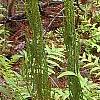 Osmunda cinnamomea, habit