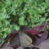 Oxalis triangularis, habit