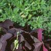 Oxalis triangularis, habit