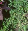 Oxalis triangularis, habit