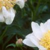 Paeonia 'Krinkled White', flowers