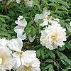 Paeonia 'Hira-No-Yuki', habit