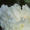 Paeonia hybrids, flowers