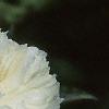 Paeonia hybrids, flowers