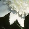 Paeonia hybrids, flowers
