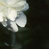 Paeonia hybrids, flowers