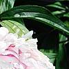 Paeonia lactiflora 'Sarah Bernhardt, flowers