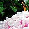 Paeonia lactiflora 'Sarah Bernhardt, flowers