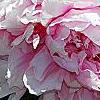 Paeonia lactiflora 'Sarah Bernhardt, flowers