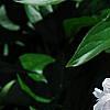 Paeonia lactiflora 'Sarah Bernhardt, flowers