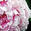 Paeonia lactiflora 'Sarah Bernhardt, flowers