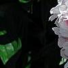 Paeonia lactiflora 'Sarah Bernhardt, flowers
