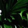 Paeonia lactiflora 'Sarah Bernhardt, flowers