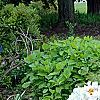 Paeonia 'Rock's Variety', habit