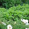 Paeonia 'Rock's Variety', habit