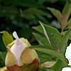 Paeonia 'Rock's Variety', flowers