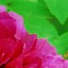 Paeonia suffruticosa 'Zi Qiao', flowers