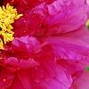 Paeonia suffruticosa 'Zi Qiao', flowers