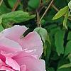 Paeonia 'Taisho-No-Hokuri', flowers