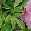 Paeonia 'Taisho-No-Hokuri', flowers