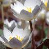 Sanguinaria canadensis, habit