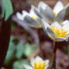 Sanguinaria canadensis, habit