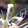 Passiflora incarnata, flowers