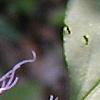 Passiflora incarnata, flowers