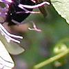 Passiflora incarnata, flowers